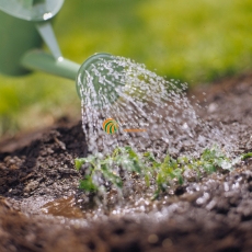 7 sai lầm cần tránh khi tưới nước cho vườn rau