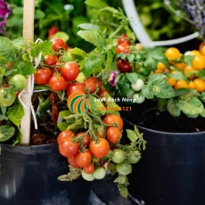 10 giống cà chua trồng không gian nhỏ