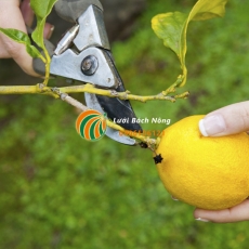 Hướng dẫn cắt tỉa cho cây cam quýt