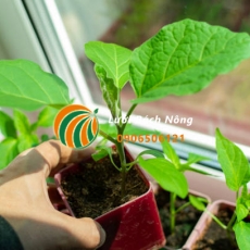 Cách trồng cà tím trong nhà