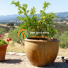 6 mẹo để trồng cây ăn quả trong thùng xốp