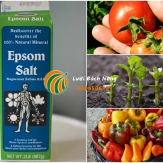 10 cách sử dụng muối Epsom đáng kinh ngạc cho cây và vườn của bạn