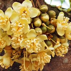 4 nguyên nhân rụng hoa sầu riêng
