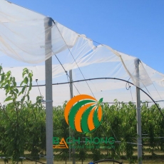Cây trồng cần sử dụng lưới chắn côn trùng?