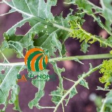 Các loại côn trùng gây hại cho cải xoăn Kale