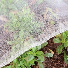 Cách trồng rau an toàn tại nhà bằng lưới chắn côn trùng