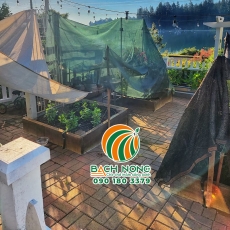 Cách chống nóng cho cây trồng