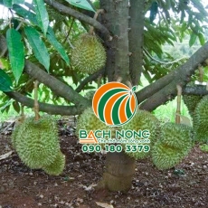 Làm cỏ cho sầu riêng