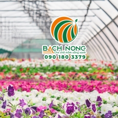 Ưu điểm của Việc Trồng Cây Trong Nhà Kính