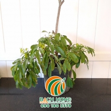 Cách Trồng Cây Vải Thiều Từ Hạt Giống Trong Chậu