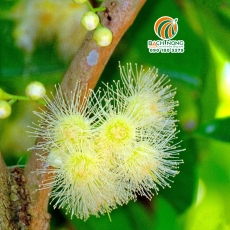 Tại sao Cây Mận không ra hoa, quả?