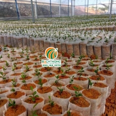 Mô hình nhà kính ươm cây giống