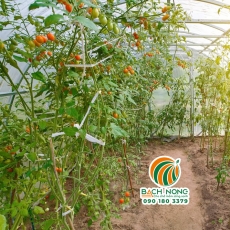Kỹ thuật trồng cà chua trong nhà màng