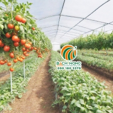 Tính hiệu quả của mô hình trồng cà chua trong nhà lưới