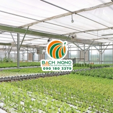 Kỹ thuật trồng rau sạch trong nhà kính, nhà màng