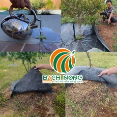 Cách diệt cỏ không cần thuốc