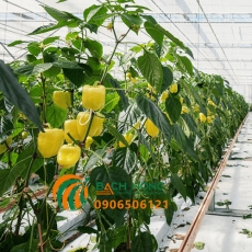 Kỹ thuật trồng ớt chuông trong nhà kính
