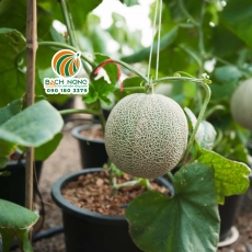 Cách trồng dưa lưới trong chậu / thùng xốp