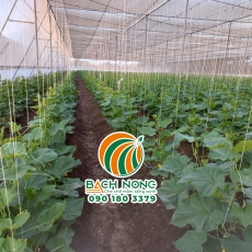 Tìm hiểu mô hình nhà lưới trồng dưa lưới