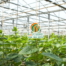 Trồng dưa lưới trông nhà màng có dễ không?