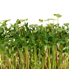 Trồng rau mầm nhanh, chất lượng cao với nhà màng