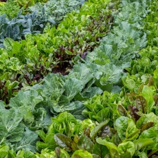 Cách trồng rau cải vào mùa hè