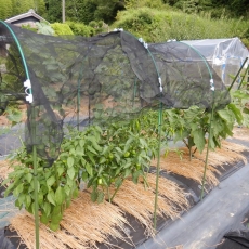 Bí quyết trồng ớt chuông ở xứ nóng chỉ với lưới che nắng