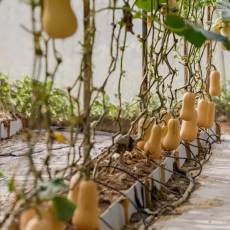 Cách trồng bí hồ lô trong thùng chứa