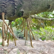 4 nguyên nhân rụng hoa sầu riêng