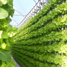 Kiếm tiền tỷ nhờ trồng rau sạch áp dụng công nghệ cao