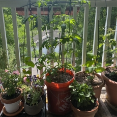 5 Loại rau dễ trồng nhất khi trồng rau ban công