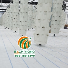 Mô hình trồng rau khí canh hiện đại trong nhà kính