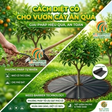Cách diệt cỏ cho vườn cây ăn quả hiệu quả và an toàn nhất