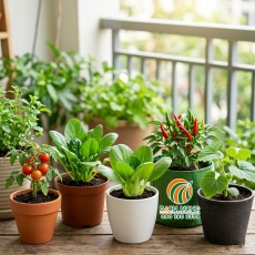 5 Loại rau dễ trồng nhất khi trồng rau ban công