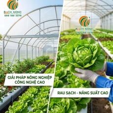 Nhà màng trồng rau: Giải pháp nông nghiệp công nghệ cao hiệu quả nhất
