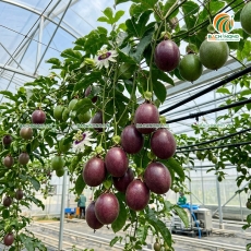 KỸ THUẬT TRỒNG CHANH DÂY ĐẠT MỐC 100 TẤN/HA