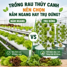 Trồng rau thủy canh: Nên chọn nằm ngang hay trụ đứng?