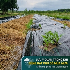 Lưu ý khi sử dụng bạt phủ cỏ mùa mưa