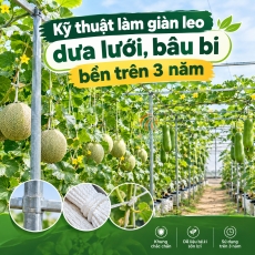 Kỹ thuật làm giàn leo dưa lưới, bầu bí bền trên 3 năm