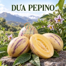 Dưa Pepino là dưa gì? Nguồn gốc, dinh dưỡng và các đặc tính độc đáo