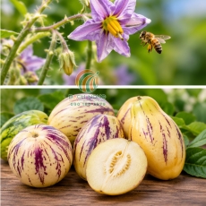Kỹ thuật trồng và chăm sóc dưa Pepino chuẩn nhất cho trái to, sai quả
