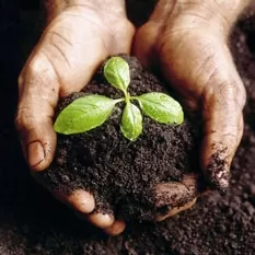 Cách ít người biết để trộn đất và cải tạo đất trồng rau sạch hiệu quả
