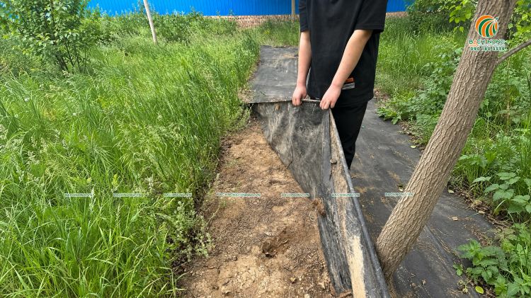 Bạt phủ cỏ được kéo lên để cho thấy khu vực đất bên dưới cỏ dại không thể mọc lại