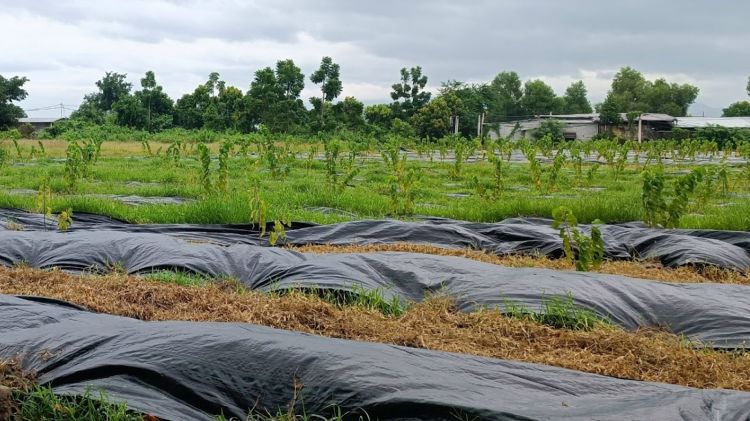 Hình ảnh thực tế nhà vườn sử dụng bạt phủ cỏ cho vườn na cỏ chết hiệu quả