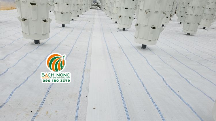 Nhà màng trồng rau khí canh sử dụng bạt trải nền