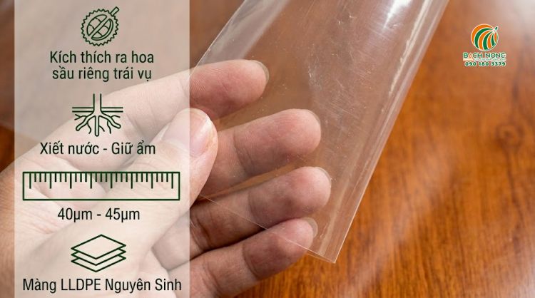 Cận cảnh màng PE (mủ) đậy sầu riêng dày 4-4,5 zem, trong suốt 
