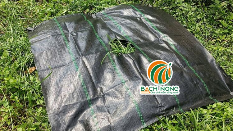 Sử dụng 5 ghim nhựa cố định tấm bạt
