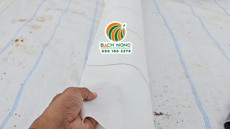 Cuộn bạt trải nền nhà kính màu trắng