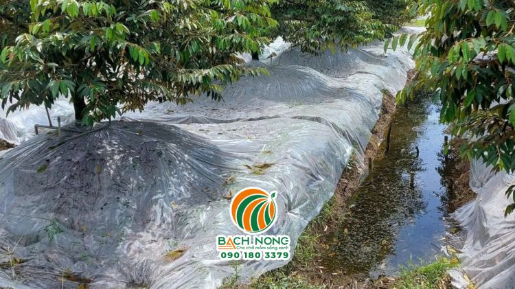 Che phủ màng nilon để xiết nước cho cây ăn quả ra hoa