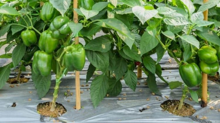 Sử dụng màng nilon che phủ luống trồng ớt chuông